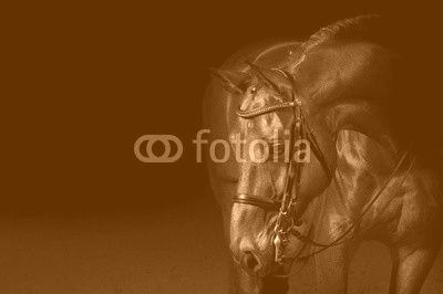 Portrait of a sport dressage horse