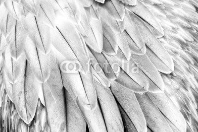 Bird feathers