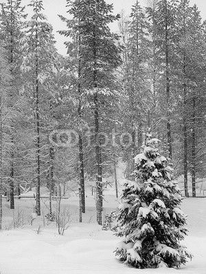 forêt