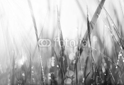 Fresh green grass with dew drops closeup. Soft Focus