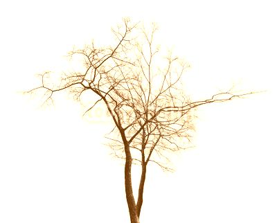 isolated winter twin bare tree