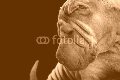 shar-pei posiert im studio
