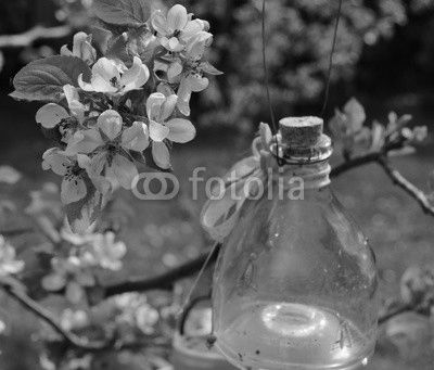 Apfelblüte