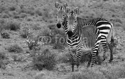 Mountain Zebra