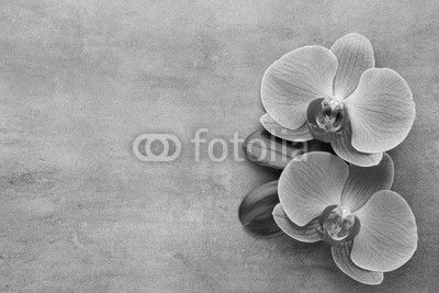 Pink orchid on the grey background.