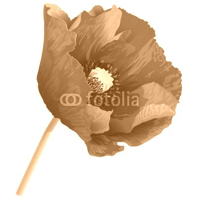 Poppy flower on a green stem.