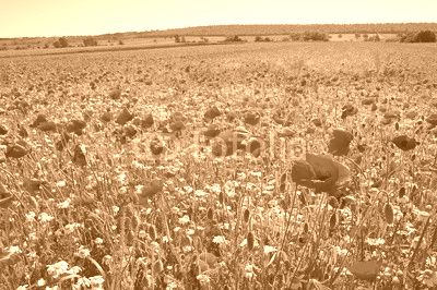 Wiese mit Mohnblumen und Kamille