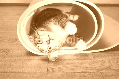 Kitten lying on a yoga mat, fitness