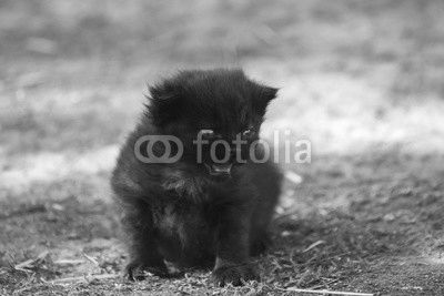 Cute kitten crying