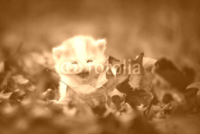kitten
