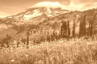Mt Rainier wildflowers