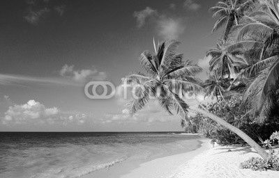 Strand mit Palmen