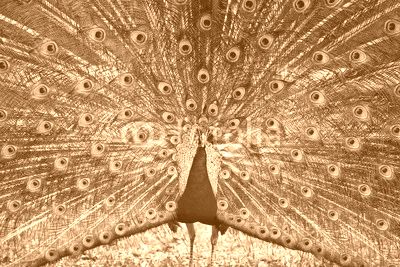 Beautiful peacock