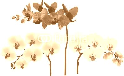  dark and light pink three orchids isolated on white