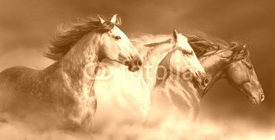 Horses with long mane portrait run gallop in desert dust