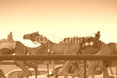 Camel racing