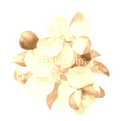 apple tree blossoms with green leaves
