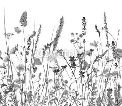 flowers and herbs. An illustration can be seamlessly connect horizontally