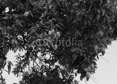 mango on tree
