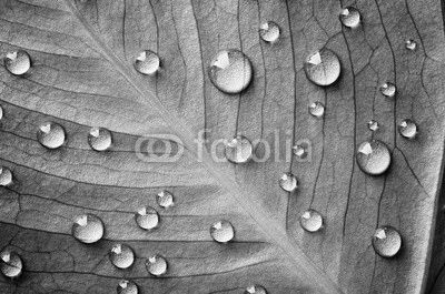 Green leaf with drops of water