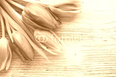 Tulip.
