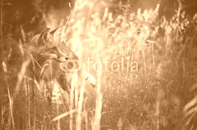 Fox on the summer forest