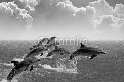 Jumping dolphins