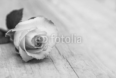 Vintage Rose