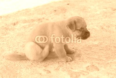 Cute golden puppy lightly scratching sat on concrete floor.