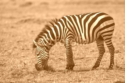 herd of zebra