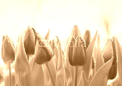Fresh Tulips with Dew Drops