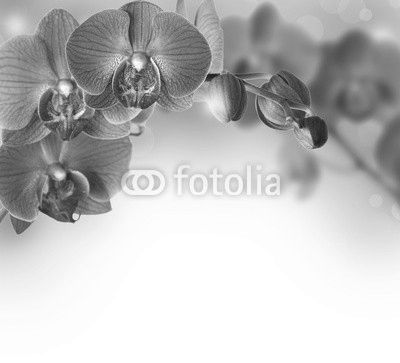 Orchids design border with copy space