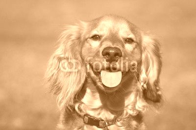 Cockapoo