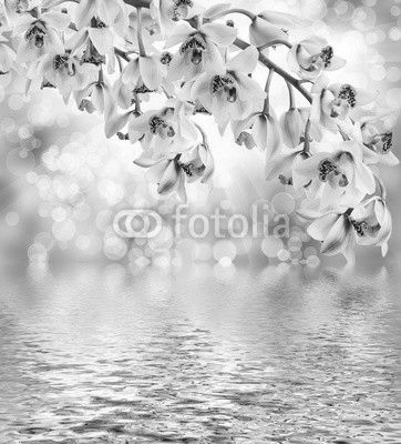 orchid flower