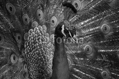 peacock, bird