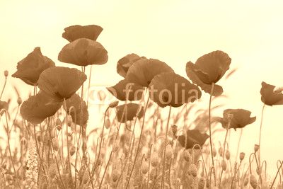 Wild poppies in a field - selective focus, copy space