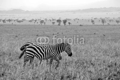 Zebras on a walk