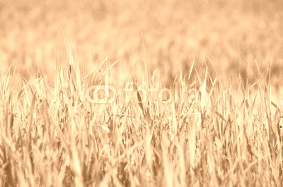Green grass