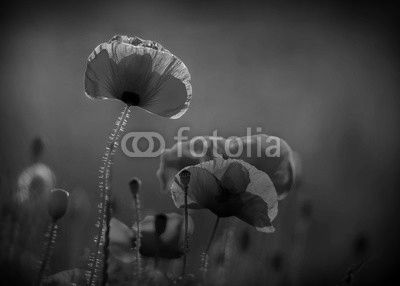 Amazing poppy field . Summer flowers .