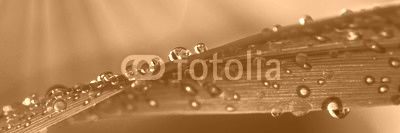 Water droplets on grass