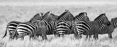 Group of zebras in the savannah. Kenya. Tanzania. National Park. Serengeti. Maasai Mara. An excellent illustration.