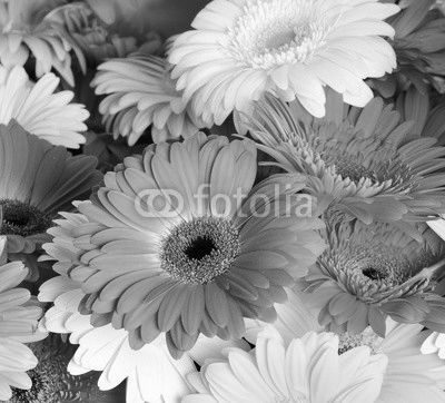 Bouquet  gerbera flower
