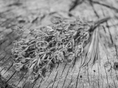 Bunch of lavandula or lavender flowers on the old wooden table.