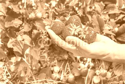 single hand holding ripe strawberries with plants in the backgro