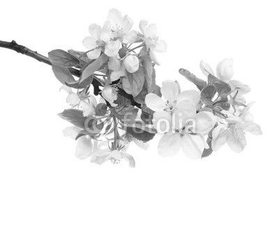 Blossoming apple tree branch isolated on white background.