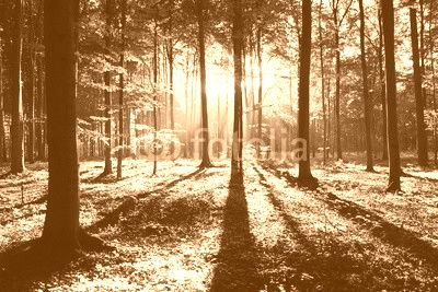 Morning in the forest