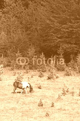 horse on pasture near forest
