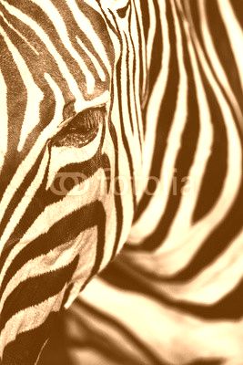 Monochromatic image of a the face of a Grevy's zebra. Skin of an African zebra, zebra background, black and white stripes.