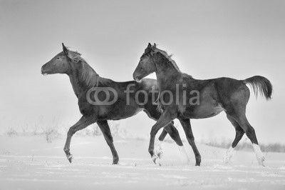 Two red horse run gallop in snow field at sunset