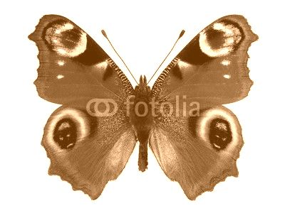 European Peacock butterfly (Inachis io)